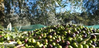 Più che proteste e promesse, servono idee L'olivicoltura in Italia e nel mondo