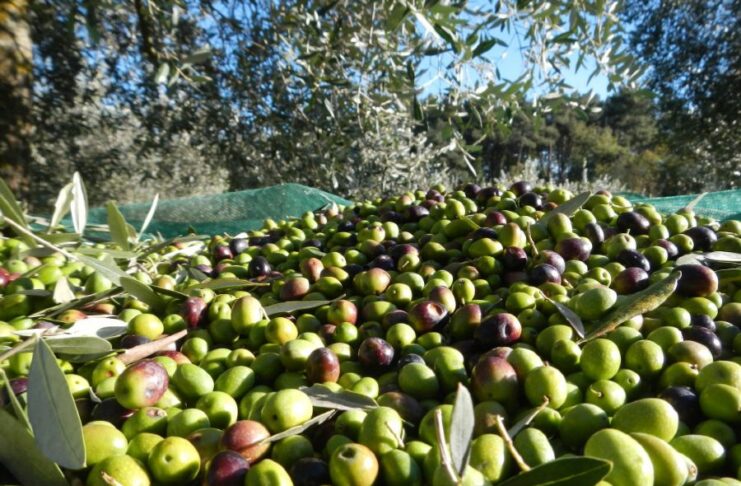 L'olivicoltura in Italia e nel mondo