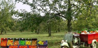 Gli italiani a raccogliere frutta raccolta frutta