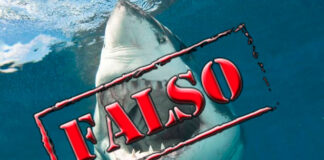 FAKE NEWS: Attivista Greenpeace abbraccia uno squalo che gli stacca il braccio Attivista Greenpeace attaccato dallo squalo