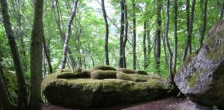 La supremazia nel passato non è garanzia per il futuro opera Bosco