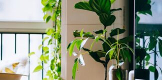 Le piante hanno bisogno di poco ossigeno per vivere come prendersi cura delle piante in casa