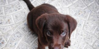 Vietato abbandonare cani in caso di uragani cuccioli di cane