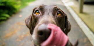 Cani anti Covid più efficaci dei tamponi cani