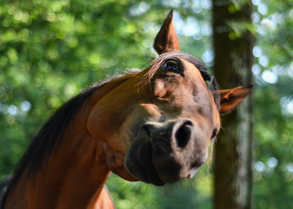 Caval Donato Non Si Guarda In Bocca