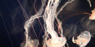 Non solo insetti, anche le meduse sono fonte di proteine alimentari medusa