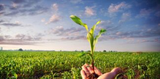 Le fitopatie causano un danno economico mondiale da 220 miliardi di dollari Agricoltura biologica