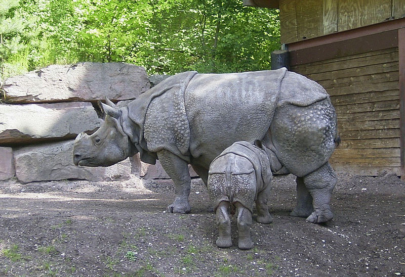 Rinoceronte di Giava