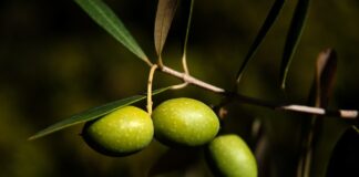 Foglie, sansa e acque di vegetazione per la salute dei celiaci olio extravergine di oliva estratto a freddo,