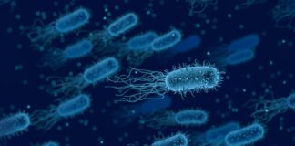 Batteri e “animali” che vivono vicino a noi? 200 mila batteri