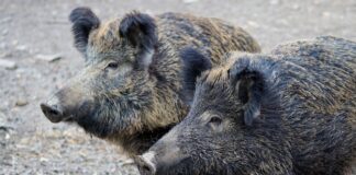 Virginia Raggi e la soluzione del problema dei rifiuti a Roma cinghiali