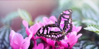 Le Perle di saggezza di Novembre farfalle