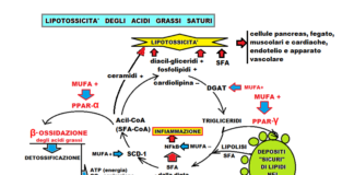 Acidi grassi saturi negli alimenti? La soglia è meno del 5% Lipotossicità degli SFA