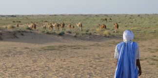 Mauritania: le donne devono essere grasse mauritania di moda le donne grasse