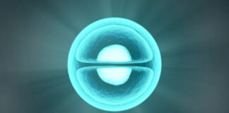 Funzionano le cellule staminali anti-rigetto molecola cellula