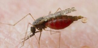 Squalo o zanzara, chi è più pericoloso? zanzara malaria
