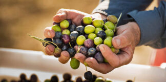Necessario tutelare il cibo artigianale Mastri oleari