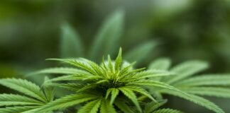 Canapa: chiarezza normativa nell’utilizzo di semi, foglie, fusto e infiorescenze canapa