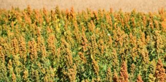 Quipu, la prima varietà di quinoa italiana pronta per il mercato quipu