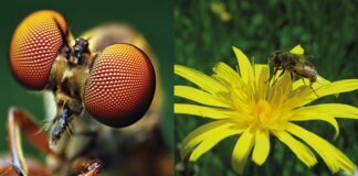 Micro vs Macro: la battaglia tra “pillole informative” e long-form journalism Micro vs Macro Long form journalism