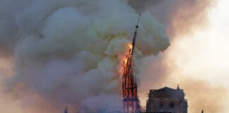 Querce in offerta per ricostruire Notre-Dame