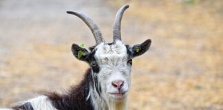 Di Maio vittima delle capre? capra