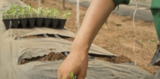 Mille braccianti finti valgono 5 milioni di euro braccianti