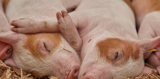 La crisi dei suini italiani Il cervello di un maiale morto