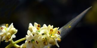 Tutti i rischi per la fioritura dell’olivo fioritura dell'olivo