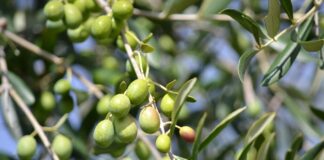 Tra verità e fake news: l’olivicoltura uccide milioni di uccelli migratori olivicoltura