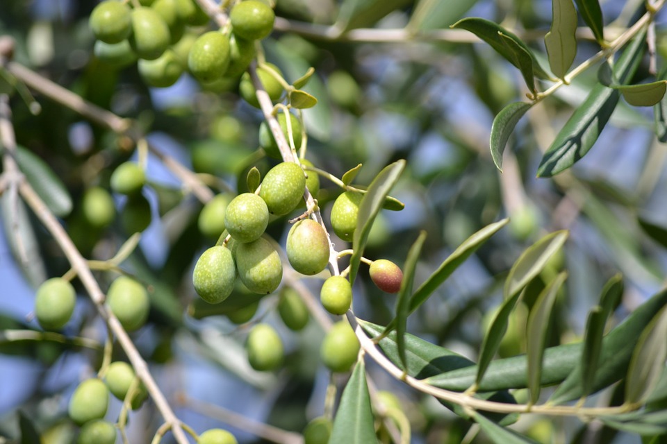 olivicoltura 