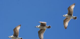 Sindaci, gabbiani e cinghiali Gabbiani