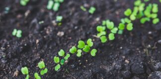 Sostenibilità agroalimentare e idrica: il divario tra Nord e Sud è destinato ad aumentare arugula