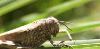 Invasione di cavallette in Sardegna cavalletta