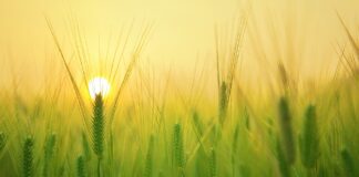 Le virtù dell’orzo, pianta che cresce in tutte le aree agricole mondiali virtù dell'orzo