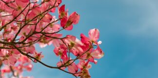 Giardino Giapponese 2.0 a Roma Giardino Giapponese 2.0