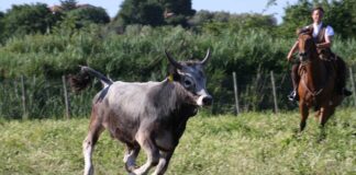 La Butterata: una festa per celebrare antichi mestieri e tradizioni delle Terre di Maremma la butterata