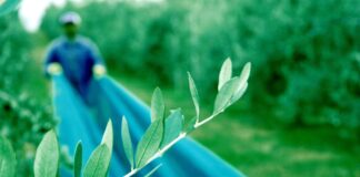 Oltre il COI… i problemi dell’olio italiano continuano raccolta delle olive