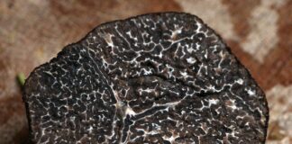 Festa del tartufo e dei prodotti biologici di Blera festa del tartufo