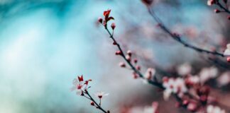 Roma, nuovo appuntamento il Mercatino Giapponese mercatino giapponese