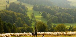 La transumanza diventa patrimonio culturale dell’umanità transumanza