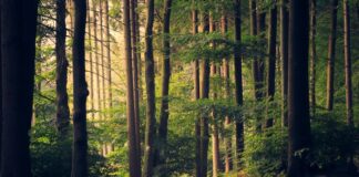 I profumi dei boschi e delle foreste dipendono dagli oli essenziali foreste