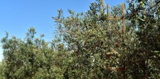 L’unica possibilità: l’Homo Faber L'unica possibilità: l'Homo Faber