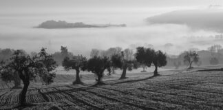 Difendiamo il Made in Italy Difendiamo il Made in Italy