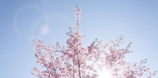 Il mondo da un’altra prospettiva fiori di ciliegio