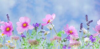 La forza della Natura La forza della Natura