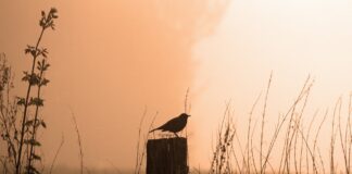 Per una antologia di idee e se domani