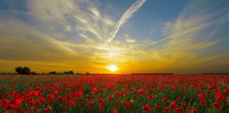 Recensioni di libri di viaggio. Coronavirus ed il dopodomani coronavirus e post pandemia futuro