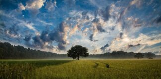 I Campi Elisi Campi Elisi