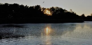 L’arte dà voce alla natura: Isola di Albarella ospita la mostra “Evoluzioni” ispirata ai cambiamenti climatici mostra